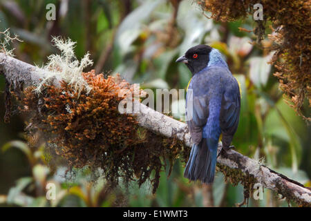 Hooded Mountain-Tanager (Buthraupis montana) perched on a branch in Bolivia, South America. Stock Photo