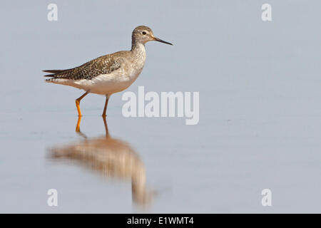 Lesser Yellowlegs (Tringa flavipes) in a wetland in Bolivia, South America. Stock Photo