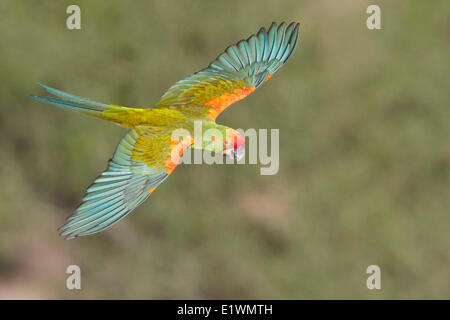 Red-fronted Macaw (Ara rubrogenys) in flight in Bolivia, South America. Stock Photo