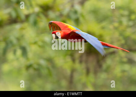 Scarlet Macaw (Ara macao) flying in Costa Rica, Central America. Stock Photo