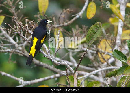 Yellow-rumped Cacique (Cacicus cela) perched on a branch in Ecuador, South America. Stock Photo