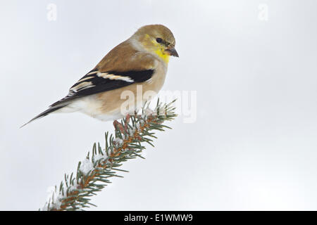 American Goldfinch (Carduelis tristis) perched on a branch in eastern Ontario, Canada. Stock Photo