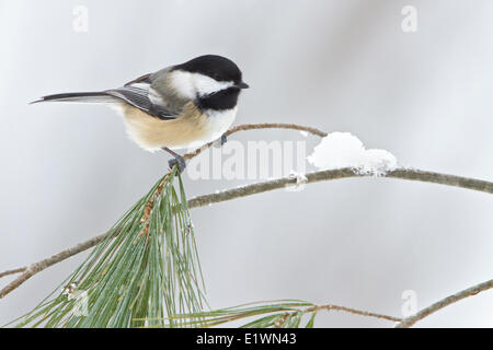 Black-capped Chickadee (Poecile atricapillus) perched on a branch in eastern Ontario, Canada. Stock Photo