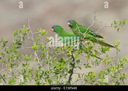 Blue-crowned Parakeet (Aratinga acuticaudata) perched on a branch in Bolivia, South America. Stock Photo