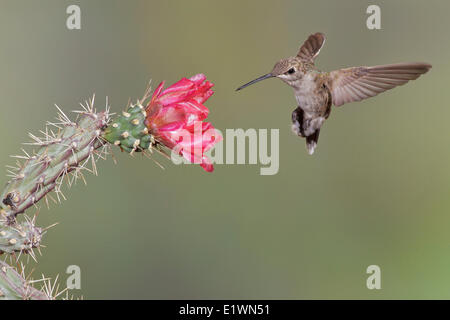 Broad-tailed hummingbird (Selasphorus platycercus) flying while feeding at a flower in southern Arizona, USA. Stock Photo