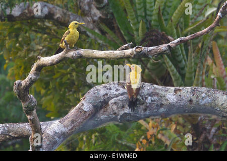 Cream-colored Woodpecker (Celeus flavus) perched on a branch in Ecuador, South America. Stock Photo