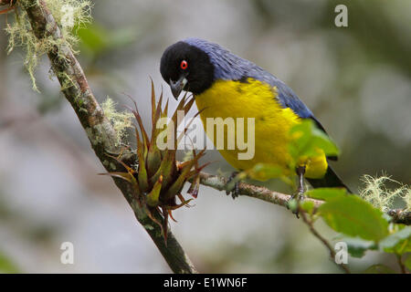 Hooded Mountain-Tanager (Buthraupis montana) perched on a branch in Ecuador, South America. Stock Photo