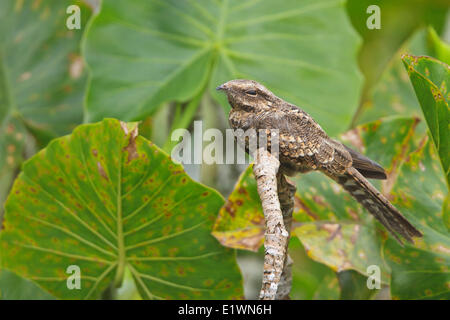 Ladder-tailed Nightjar (Hydropsalis climacocerca) perched on a branch in Ecuador, South America. Stock Photo