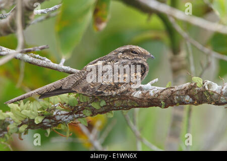 Ladder-tailed Nightjar (Hydropsalis climacocerca) perched on a branch in Ecuador, South America. Stock Photo