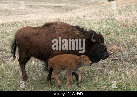 Wild American bison cow (Bison bison) with newborn, spring calf.  Wind Cave National Park, South Dakota, USA. Stock Photo
