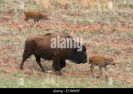 Wild American bison (Bison bison) with newborn spring calves following a game trail. Wind Cave Nat'l Park, South Dakota, USA. Stock Photo