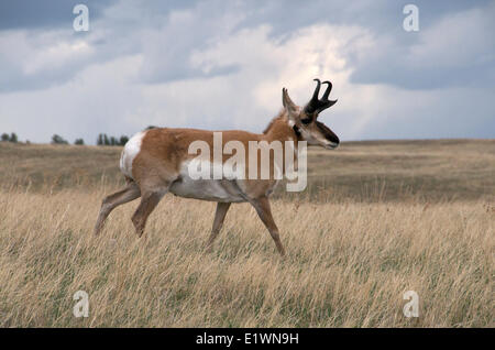 Wild Pronghorn antelope (Antilocapra americana) male walking through tall prairie grasses.  Custer State Park South Dakota USA Stock Photo