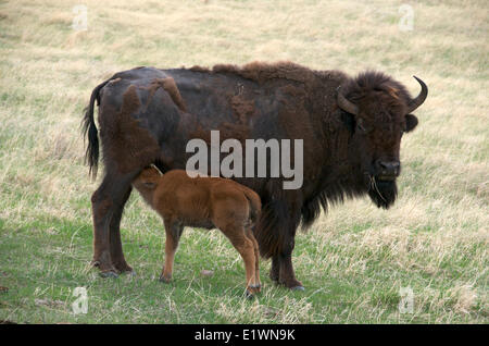 Wild American bison (Bison bison) with nursing newborn spring calf.  Wind Cave Nat'l Park, South Dakota, USA. Stock Photo