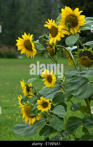 Black oil Sunflower plant with many yellow blossoms (Helianthus annuus) near Thunder Bay, Ontario, Canada Stock Photo