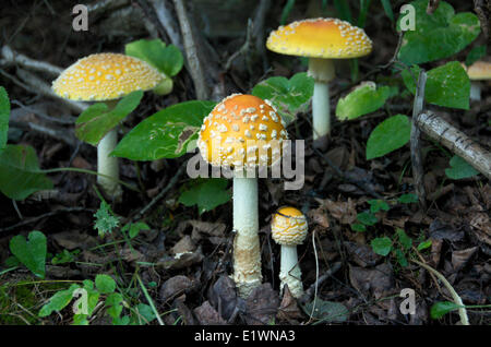 Fly agaric mushroom on forest floor; (Amanita muscaria); poisonous mushroom.  Near Thunder Bay, Ontario, Canada Stock Photo