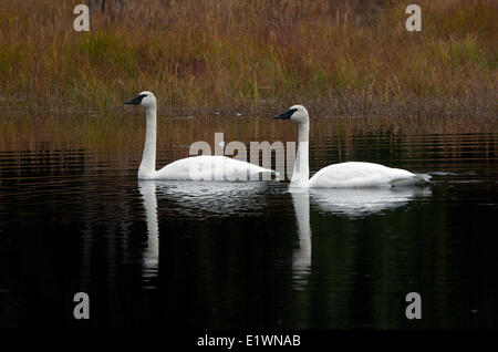 Pair of Trumpeter Swan (Cygnus buccinator), Alaska, USA Stock Photo