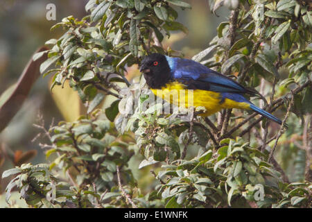 Hooded Mountain-Tanager (Buthraupis montana) perched on a branch in Bolivia, South America. Stock Photo