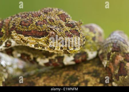 Eyelash Viper, Bothriechis schlegelii, perched on a branch in Costa Rica, Central America. Stock Photo
