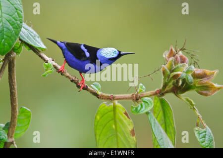 Red-legged Honeycreeper (Cyanerpes cyaneus) perched on a branch in Costa Rica, Central America. Stock Photo