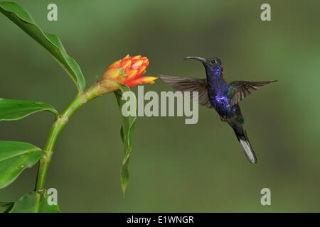 Violet Sabrewing (Campylopterus hemileucurus) flying and feeding at a flower in Costa Rica.