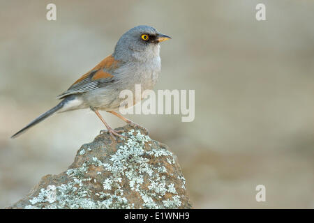 Yellow-eyed Junco (Junco phaeonotus) perched on a rock in southern Arizona, USA. Stock Photo