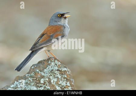 Yellow-eyed Junco (Junco phaeonotus) perched on a rock in southern Arizona, USA. Stock Photo