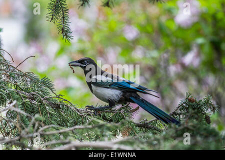 Black-billed Magpie (Pica hudsonia) Sitting in tree, with food on the mouth. Calgary, Alberta, Canada Stock Photo