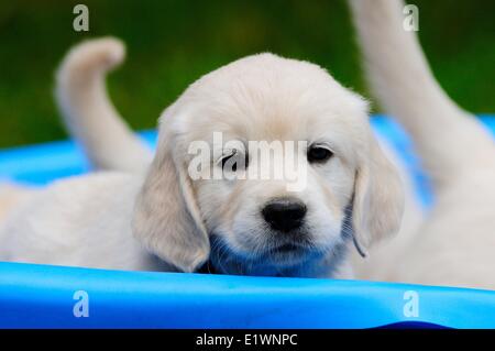 Purebred English Golden Retriever puppy looks out from a blue pool. Stock Photo