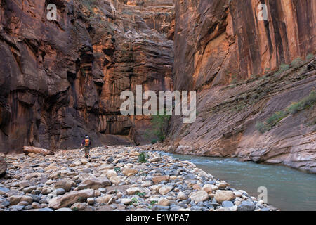 Hiker in The Narrows along the Virgin River, Zion National Park, Utah, United States Stock Photo