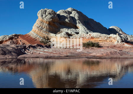 Sandstone reflected in a tarn at White Pocket, Pariah Canyon - Vermillion Cliffs Wilderness, Arizona, United States Stock Photo