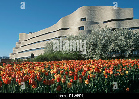 MUSEUM OF CIVILIZATION AND TULIPS, CURATORIAL BUILDING, GATINEAU, QUEBEC, CANADA Stock Photo