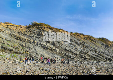 Tourists hunt for fossils from the Coal Age's carboniferous forests that are uncovered in the Joggins Fossil Cliffs by the Bay o Stock Photo