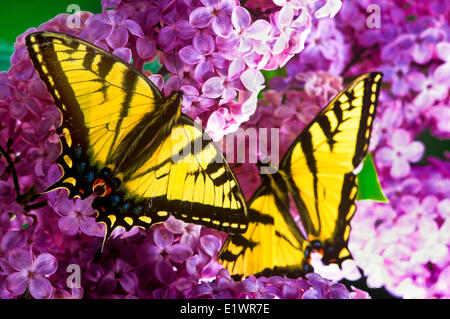 Canadian Tiger Swallowtail butterfly, (Papilio canadensis), dorsal view, on lilac blossom Stock Photo