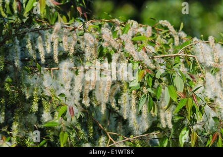 Black Willow Trees For Sale | Wholesale Nursery Co