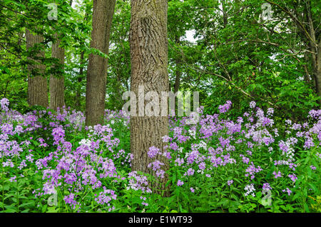 Black Walnut tree (Juglans nigra) Dame's Rockets (Hesperis matronalis) in Carolinian forest. Ruthven Park National Historic Stock Photo