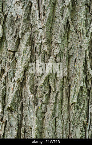Black Walnut tree (Juglans nigra). Carolinian forest in Niagara Region. Short Hills Provincial Park, Ontario. Canada. Stock Photo