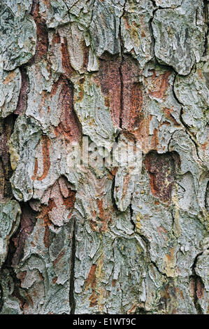 Norway Spruce bark (Picea abies) in Niagara Region. Short Hills Provincial Park, Ontario. Canada. . Stock Photo