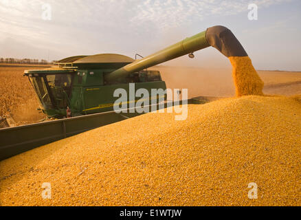 a combine empties into a grain wagon on the go, during feed corn, (grain corn) harvest, near Niverville, Manitoba, Canada Stock Photo