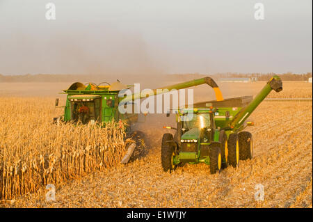 a combine empties into a grain wagon on the go, during the feed corn, (grain corn)  harvest, near Niverville, Manitoba, Canada Stock Photo