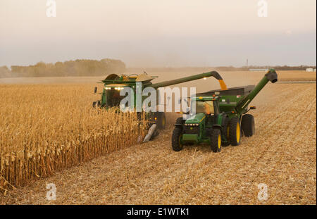a combine empties into a grain wagon on the go, during the feed corn, (grain corn) harvest, near Niverville, Manitoba, Canada Stock Photo