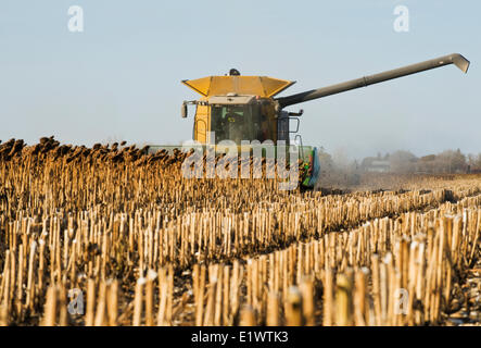 a combine harvester works in a mature, harvest ready black oil sunflower field, near Dugald, Manitoba, Canada Stock Photo