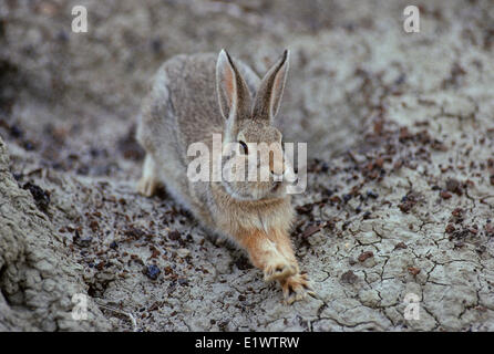 Nuttall's Cottontail (Sylvilagus nuttallii) (Mountain Cottontail) Adult. Active early morning late evening. Not a social Stock Photo