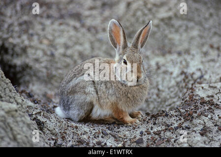 Nuttall's Cottontail (Sylvilagus nuttallii) (Mountain Cottontail) Adult Rabbit. Active early morning late evening. Not a social Stock Photo