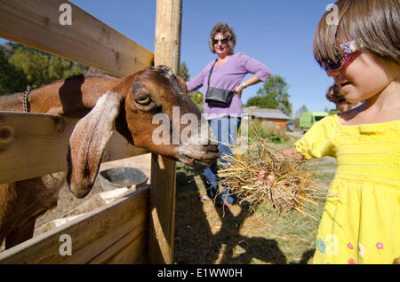 Child feeds goat, petting zoo, Grindrod, British Columbia, Canada. Stock Photo