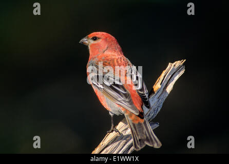 Pine Grosbeak (Pinicola enucleator) Adult Male forages in trees bushes mainly eating seeds buds berries insects. Outside the Stock Photo