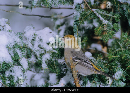 Pine Grosbeak (Pinicola enucleator) Adult Female forages in trees bushes mainly eating seeds buds berries insects. Outside the Stock Photo