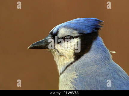 A portrait of a Blue Jay, Cyanocitta cristata, in Saskatoon, Saskatchewan, Canada Stock Photo