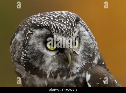 Boreal Owl, Aegolius funereus, portrait, taken at Prince Albert, Saskatchewan Stock Photo