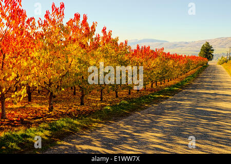 Vernon BC--afternoon sun with late october autumn leaves on Fruit Tree's in Orchard--RED-Yellow-Green 3 distinct bands of color Stock Photo