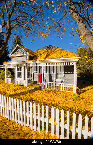 Yellow Golden Maple Leafs on House with white picket Fence--Armstrong BC-North Okanagan Valley Stock Photo